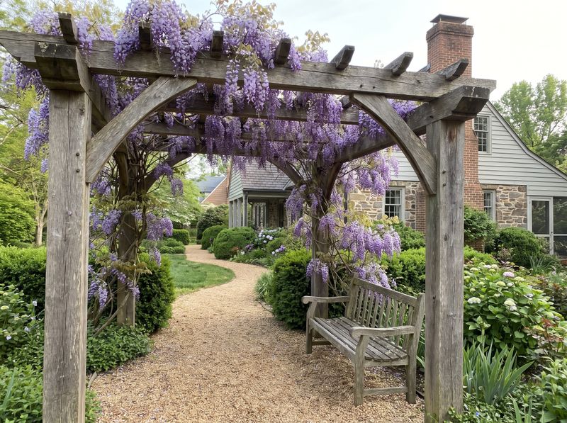 Weathered Timber Pergola Covered in Wisteria